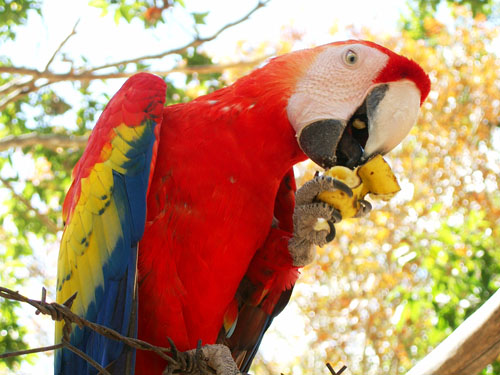 Perroquets, Copan, Honduras