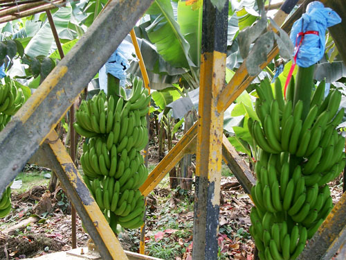 Transport de Bananes